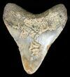 Bargain Megalodon Tooth - North Carolina #47870-2